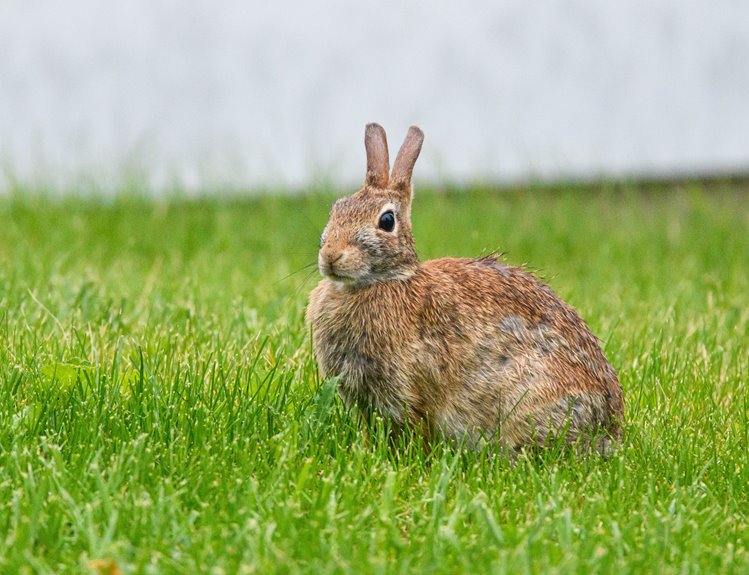 repel rabbits from garden plants