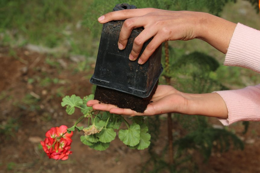 transplant strawberry plants in steps