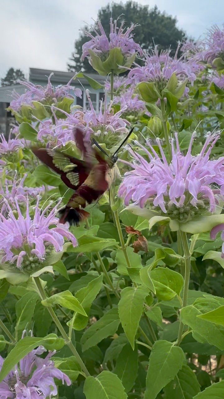 13 Cottage Garden Front Yard Ideas for Curved Paths to Climbing Roses 4 A hummingbird hawk-moth hovering near light purple bee balm flowers in a green garden.