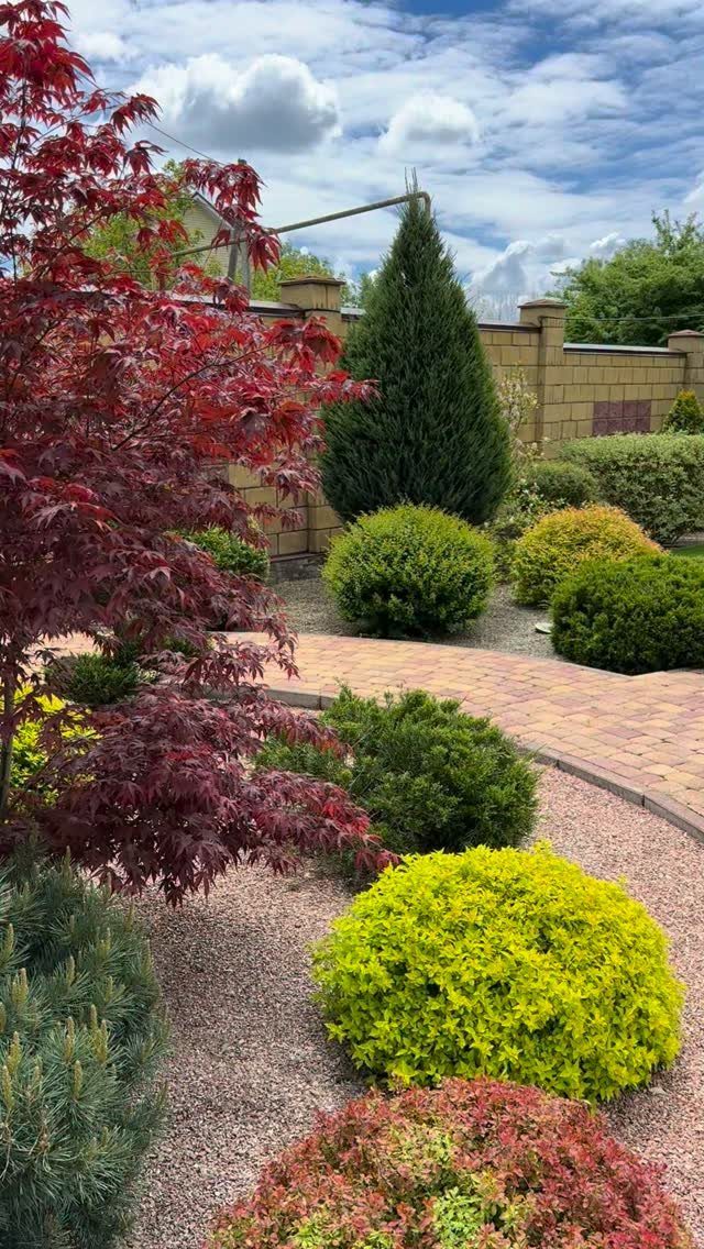 Various colorful shaped shrubs and a tall conical evergreen planted in a gravel garden bed.