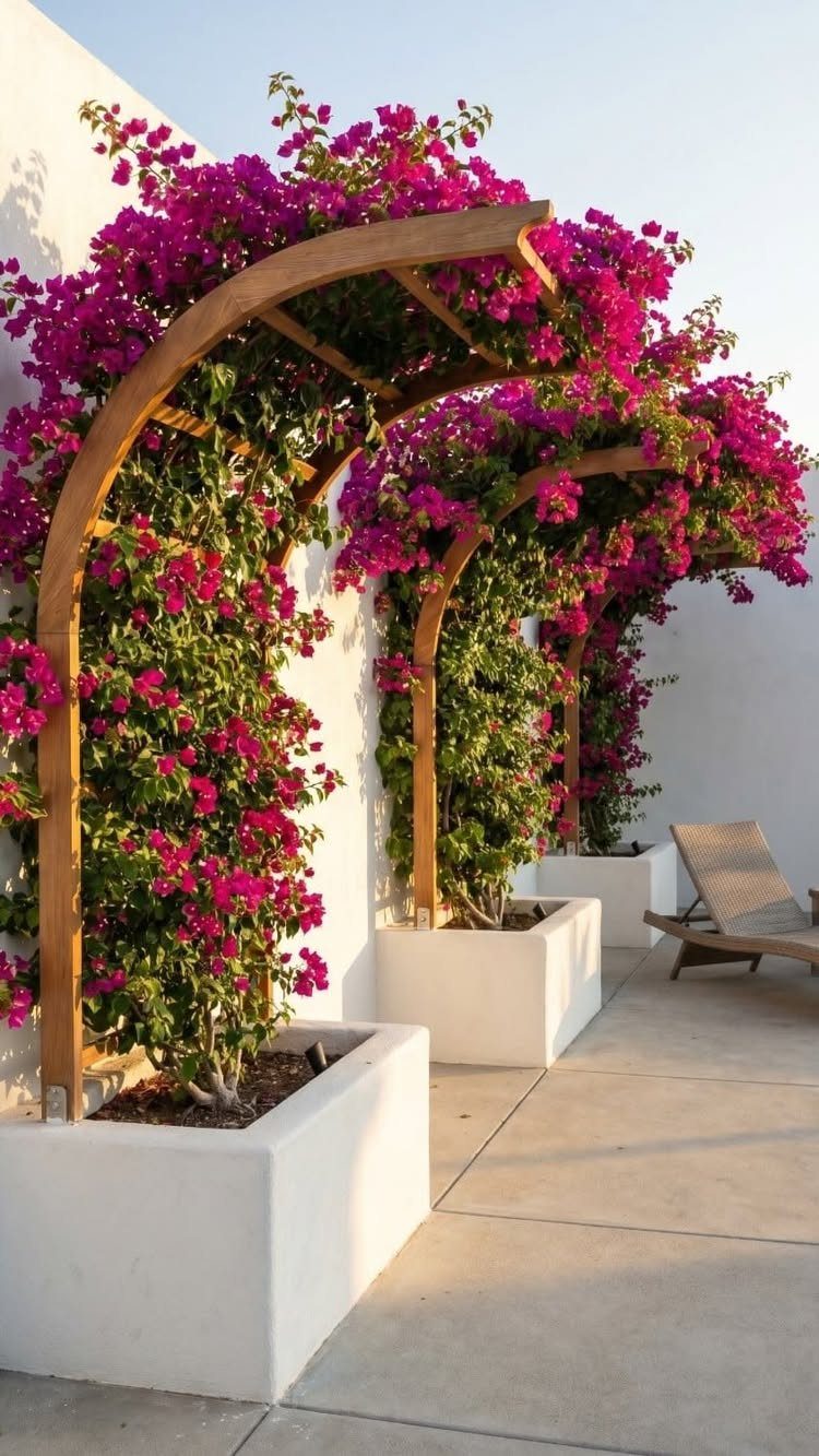 Pink bougainvillea flowers climbing over wooden arched trellises in white planters.