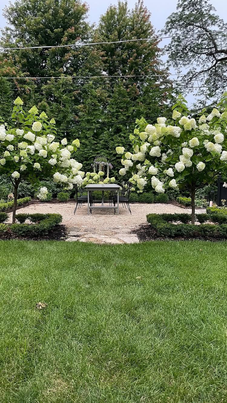Backyard with Trees: 10 Layouts for Shade, Privacy and Outdoor Living 4 Flowering white hydrangea shrubs framing a small outdoor patio with a bistro set and green lawn.