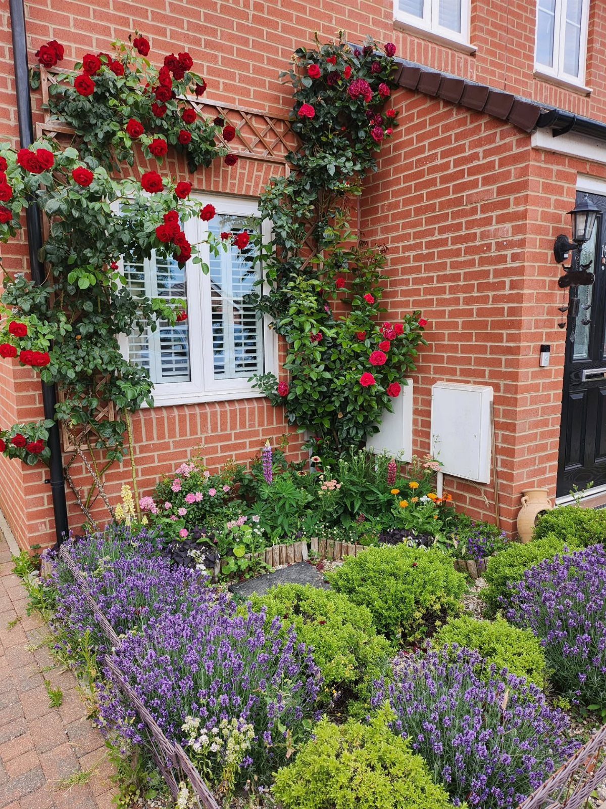 Red climbing roses on a brick wall above lavender and green shrubs in a garden.