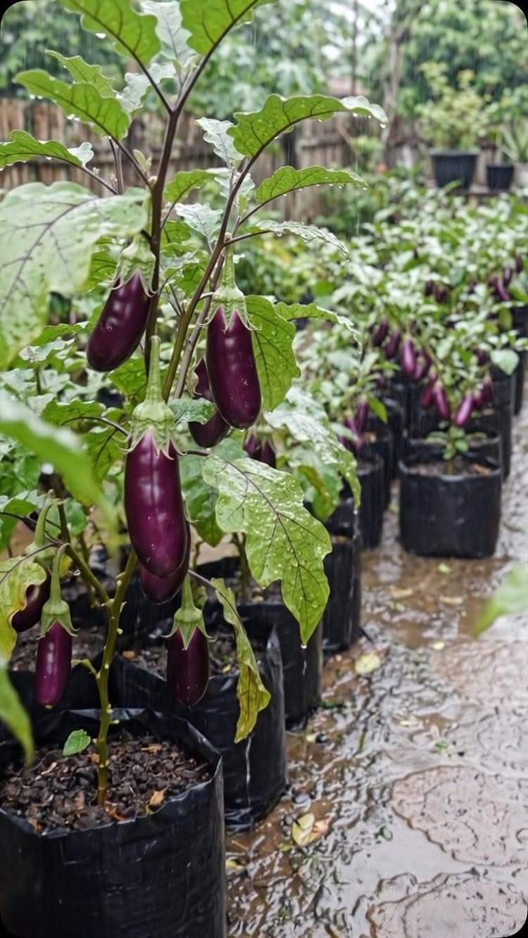 8 Easy Vegetables to Grow in Pots for Small Spaces 4 Purple eggplants growing in black fabric grow bags lined up on a wet stone patio.