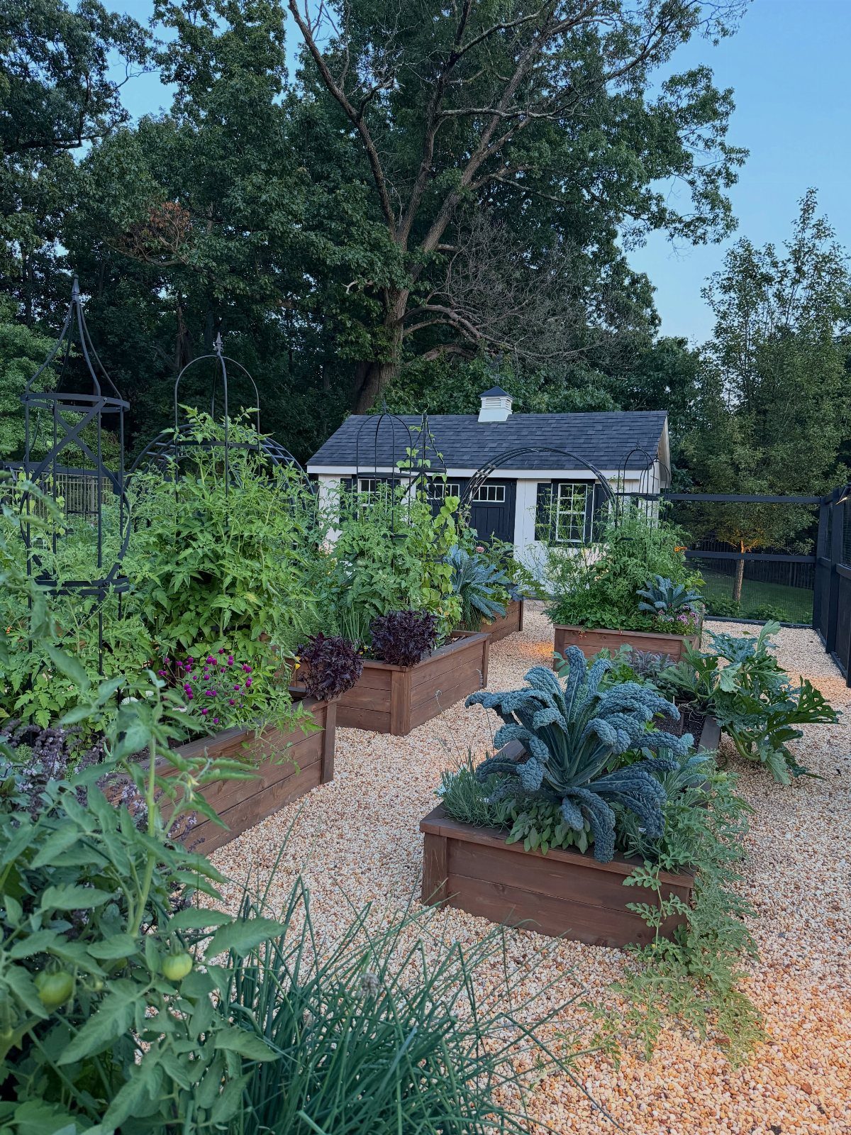 Raised garden beds with vegetables and black metal arbors on a gravel path.
