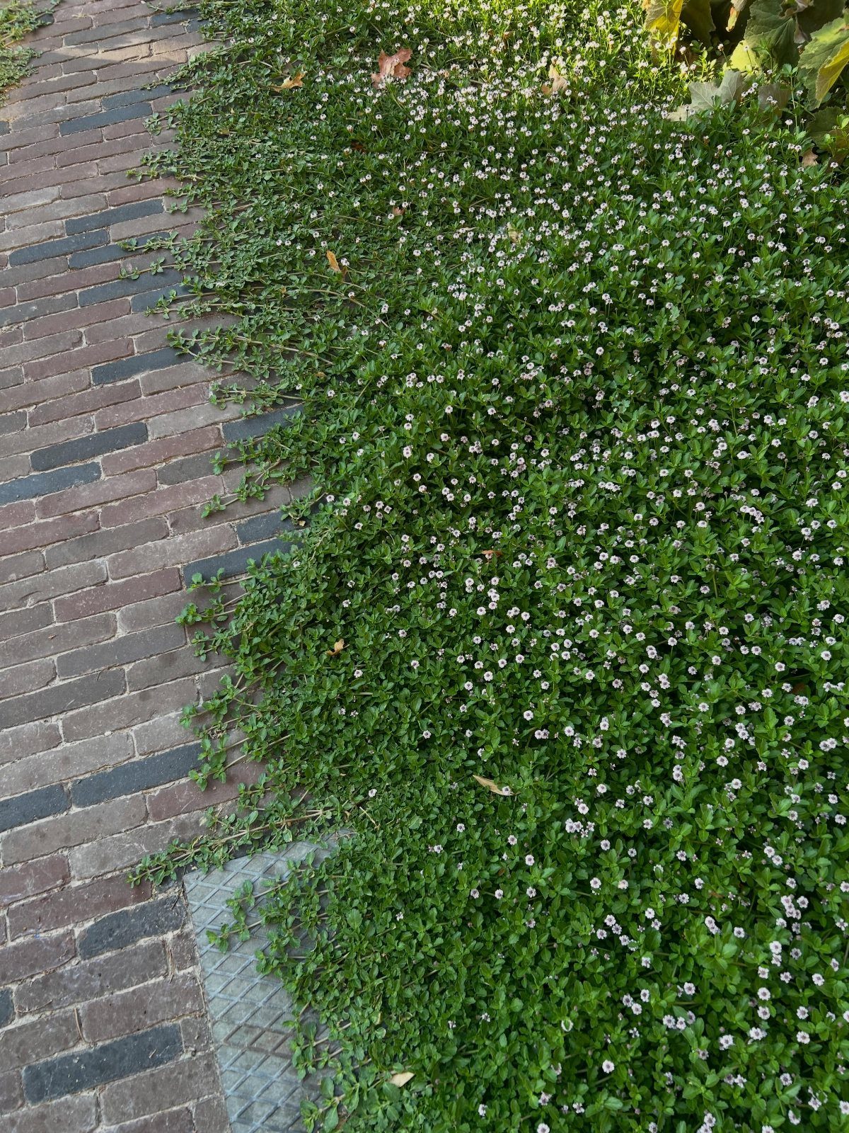 Green ground cover plants with small white flowers growing next to a brick pathway.