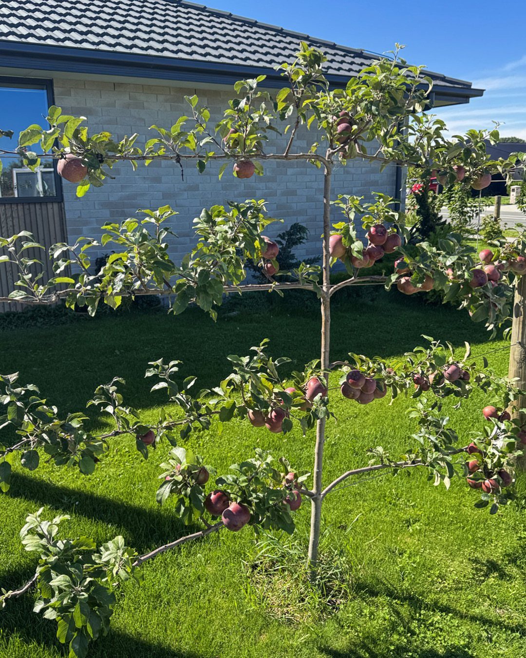 A trained apple tree with horizontal branches and ripe red fruit on a trellis.