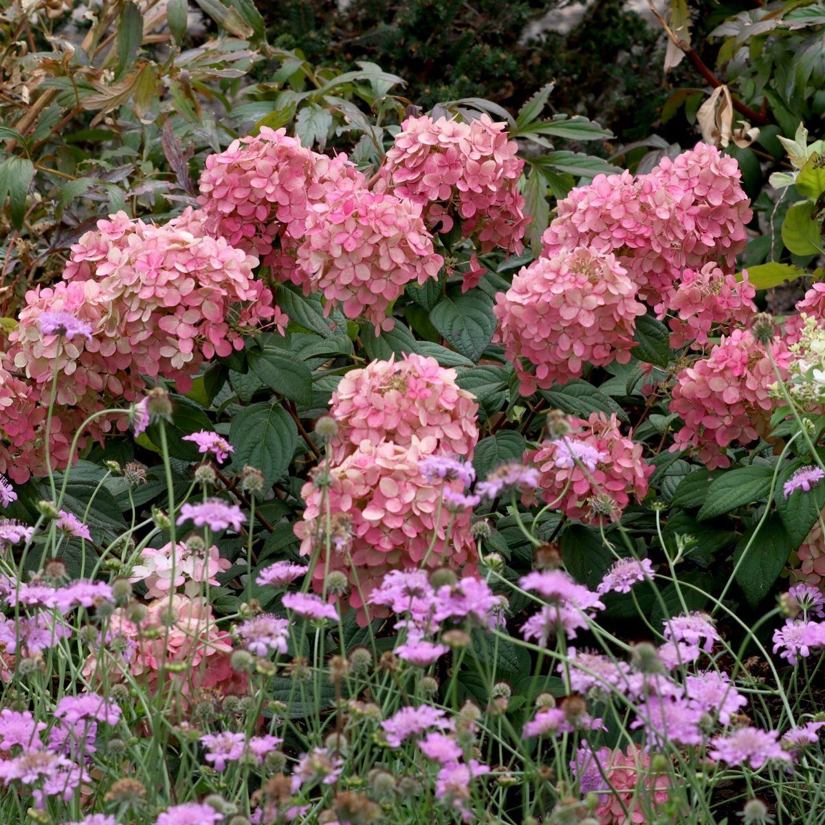 Pink hydrangea clusters and small purple flowers blooming among green garden leaves.