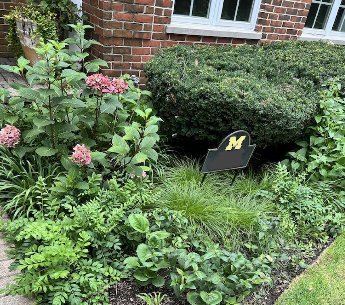Pink hydrangeas and green ferns growing in a dense, layered garden bed against a brick wall.