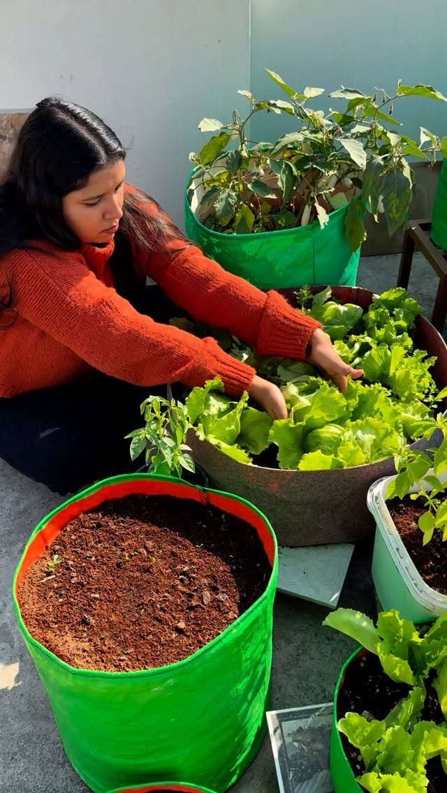 8 Easy Vegetables to Grow in Pots for Small Spaces 1 A woman tending to lush green lettuce growing in large green fabric pots outdoors.