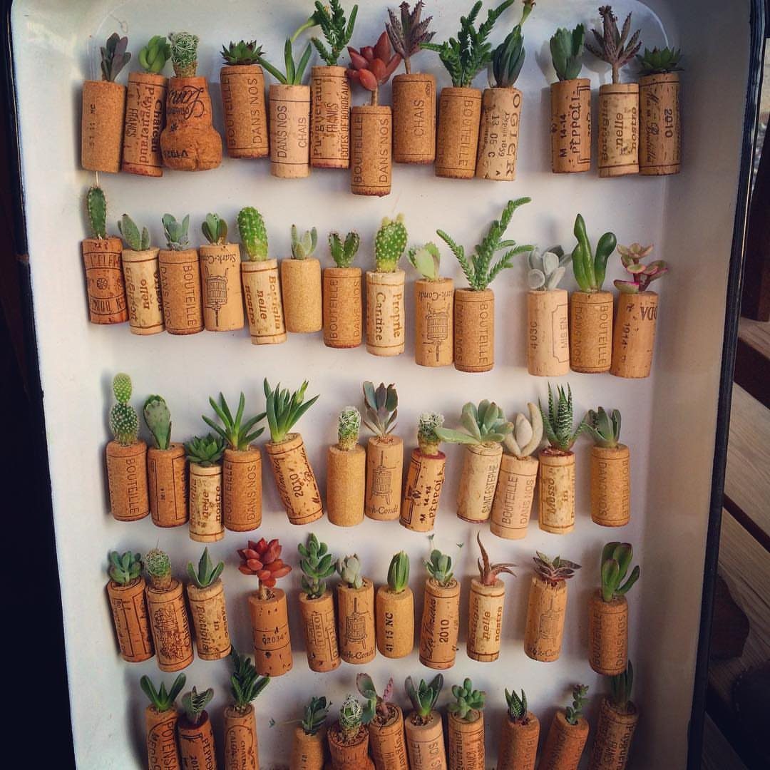 Small succulent plants growing inside individual wine corks arranged neatly on a white tray.