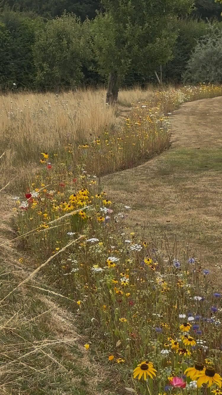 Colorful wildflowers growing in a curved row alongside a mown path in a meadow.