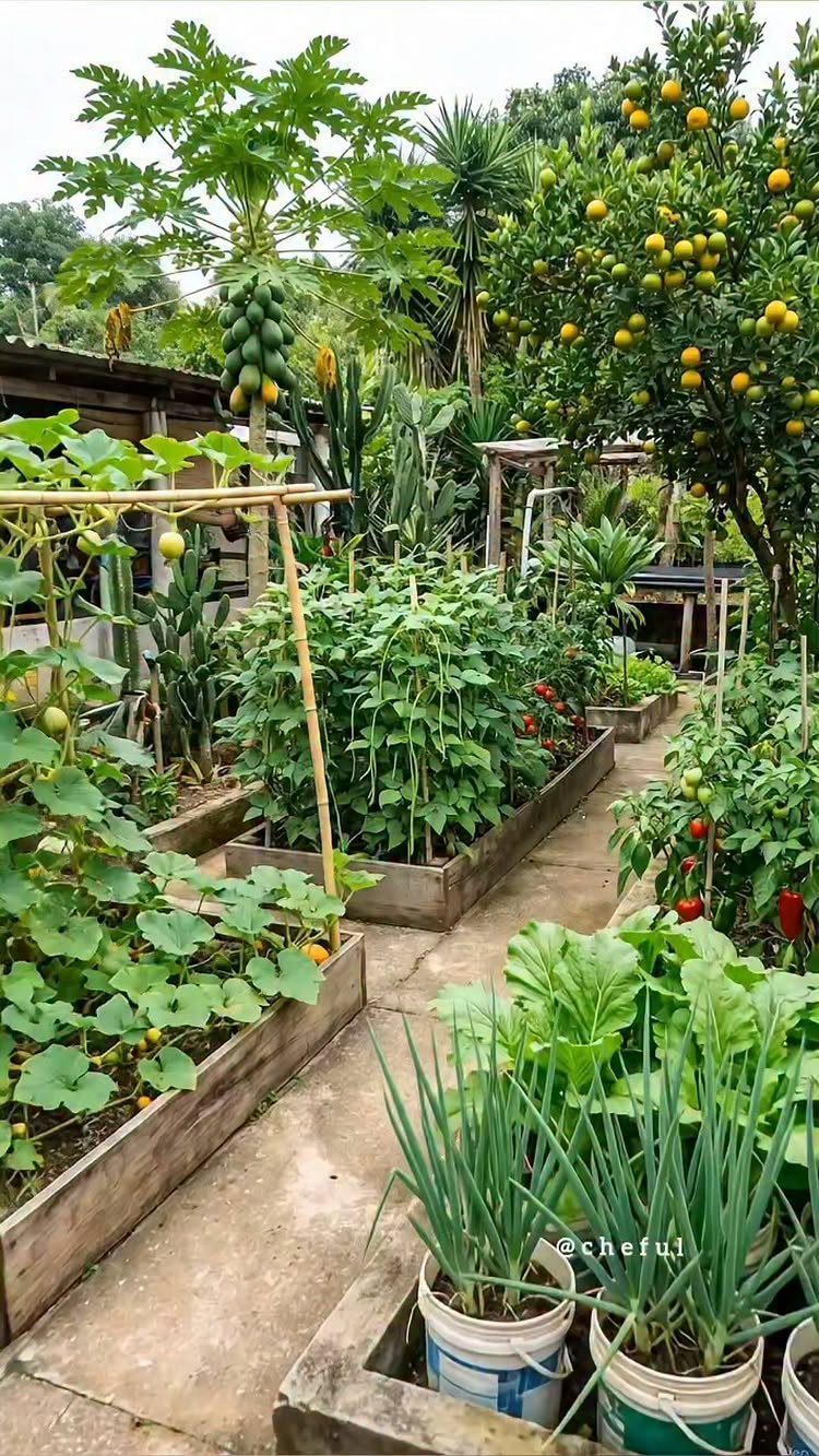 Raised Garden Layout and Design: 11 Inspiring Ideas 6 Wooden raised garden beds filled with lush green vegetables and plants along a concrete pathway.
