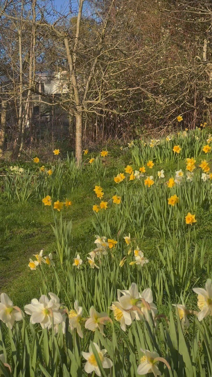 13 Cottage Garden Front Yard Ideas for Curved Paths to Climbing Roses 13 Yellow and white daffodils blooming in a green grassy field with trees in the background.
