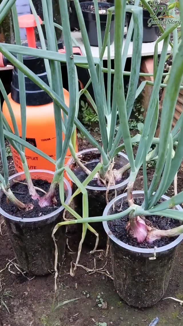 8 Easy Vegetables to Grow in Pots for Small Spaces 3 Three onion plants growing in small black plastic pots with an orange spray bottle behind them.