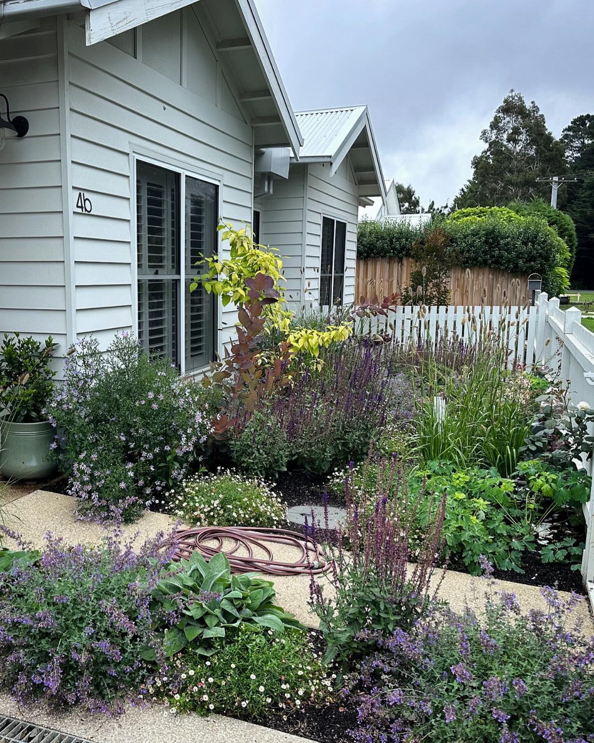 A lush small front garden with purple flowers and gravel paths in front of a white house.