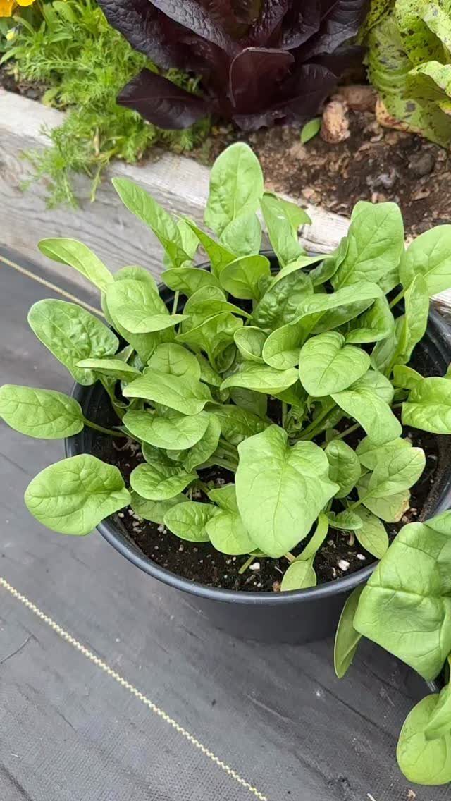 8 Easy Vegetables to Grow in Pots for Small Spaces 6 Green spinach plants growing densely in a small black plastic pot outdoors.