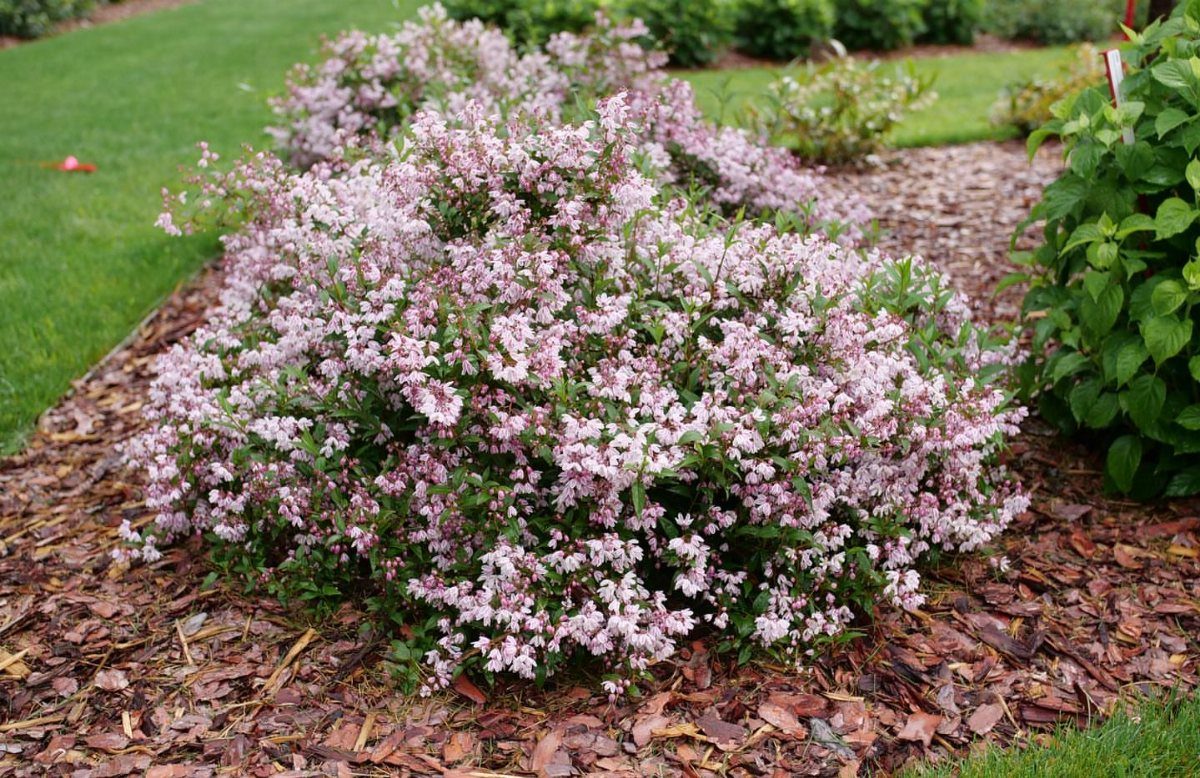 A large flowering shrub with dense pale pink blossoms growing in a mulched garden bed.
