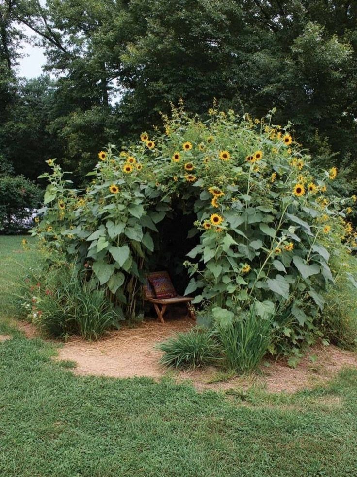 Tall sunflowers and green plants forming a natural archway over a wooden garden bench.