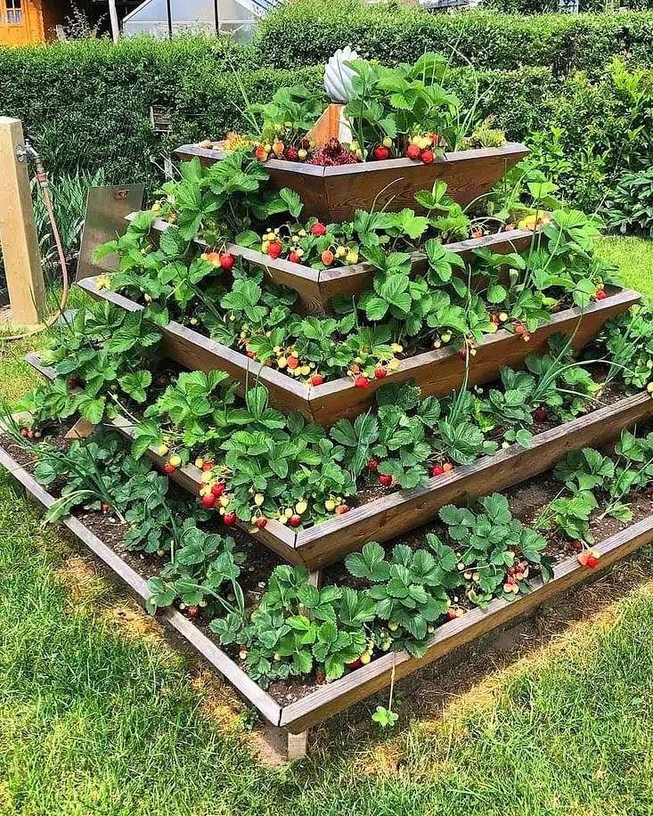 Raised Garden Layout and Design: 11 Inspiring Ideas 8 A tiered wooden pyramid-shaped raised garden bed overflowing with green strawberry plants and red berries.