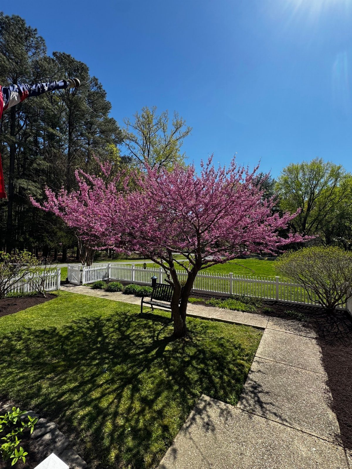 Backyard with Trees: 10 Layouts for Shade, Privacy and Outdoor Living 1 A bright pink flowering tree stands in a sunny backyard next to a wooden bench.