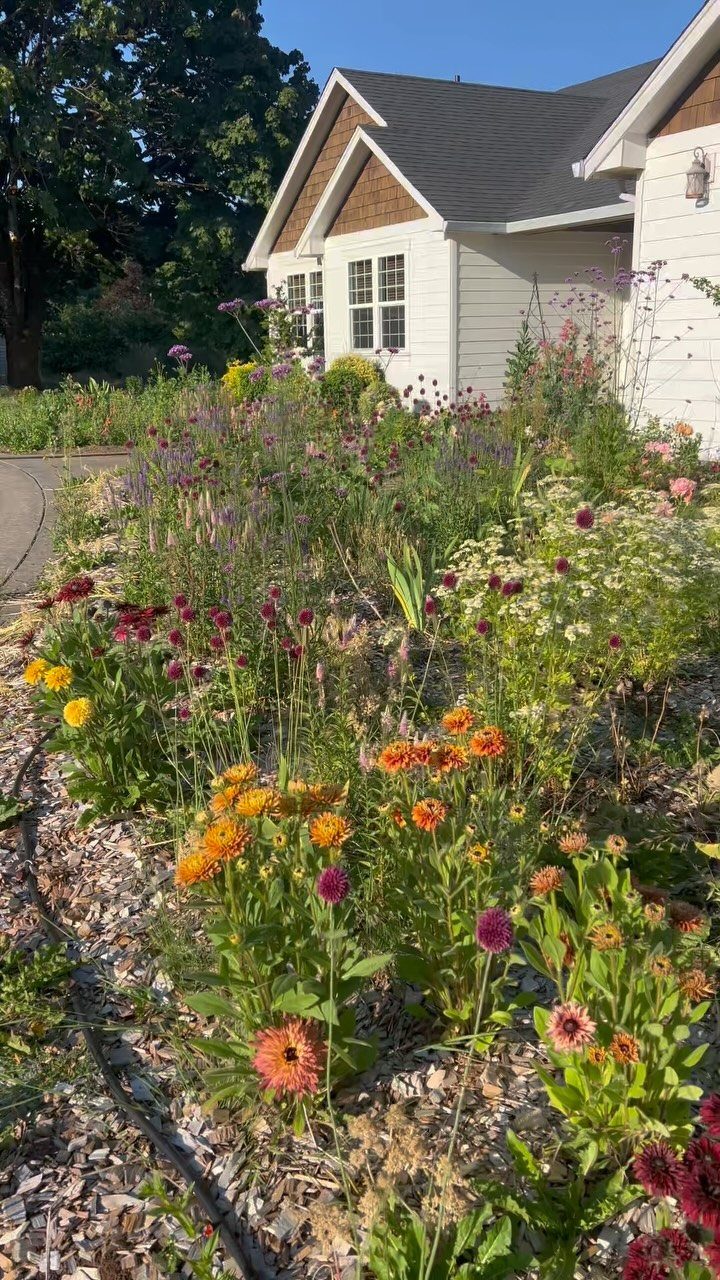 Wildflowers in various colors growing in a mulched garden bed in front of a white house.