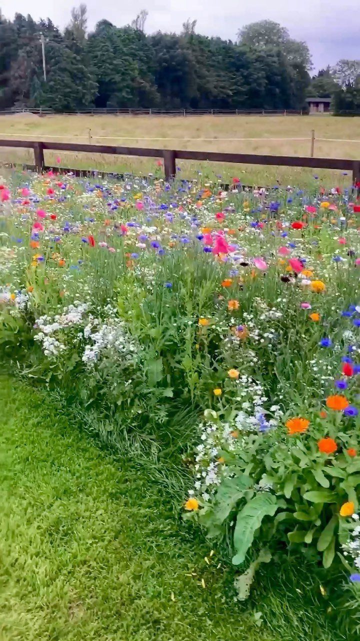 Colorful wildflowers growing in a dense patch along a wooden fence next to a green lawn.