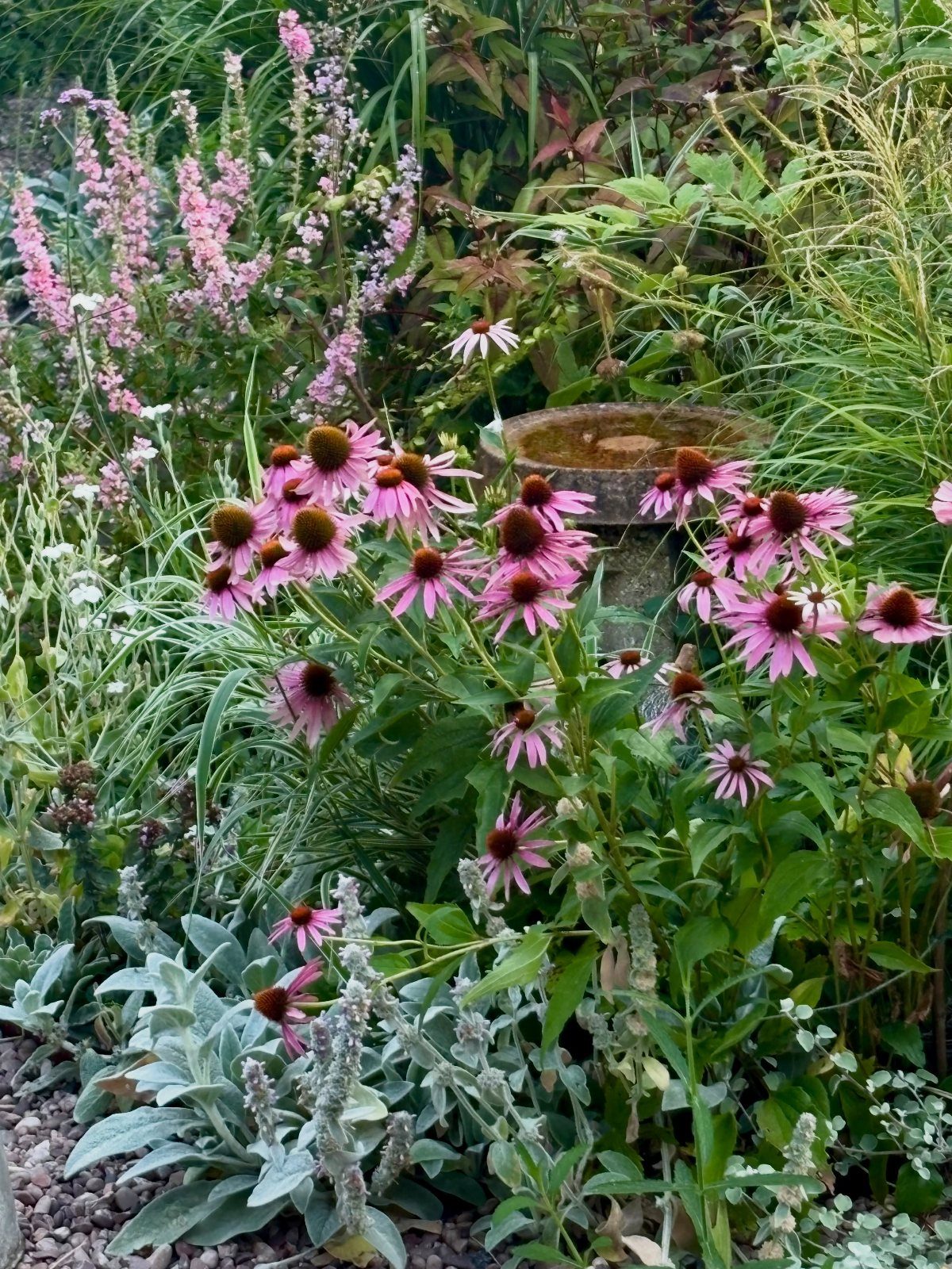 Pink coneflowers blooming amidst lush green foliage in a vibrant wildflower garden.